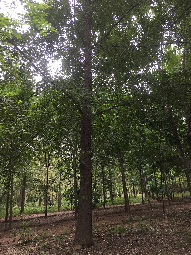 栽植银杏树需要注意什么？